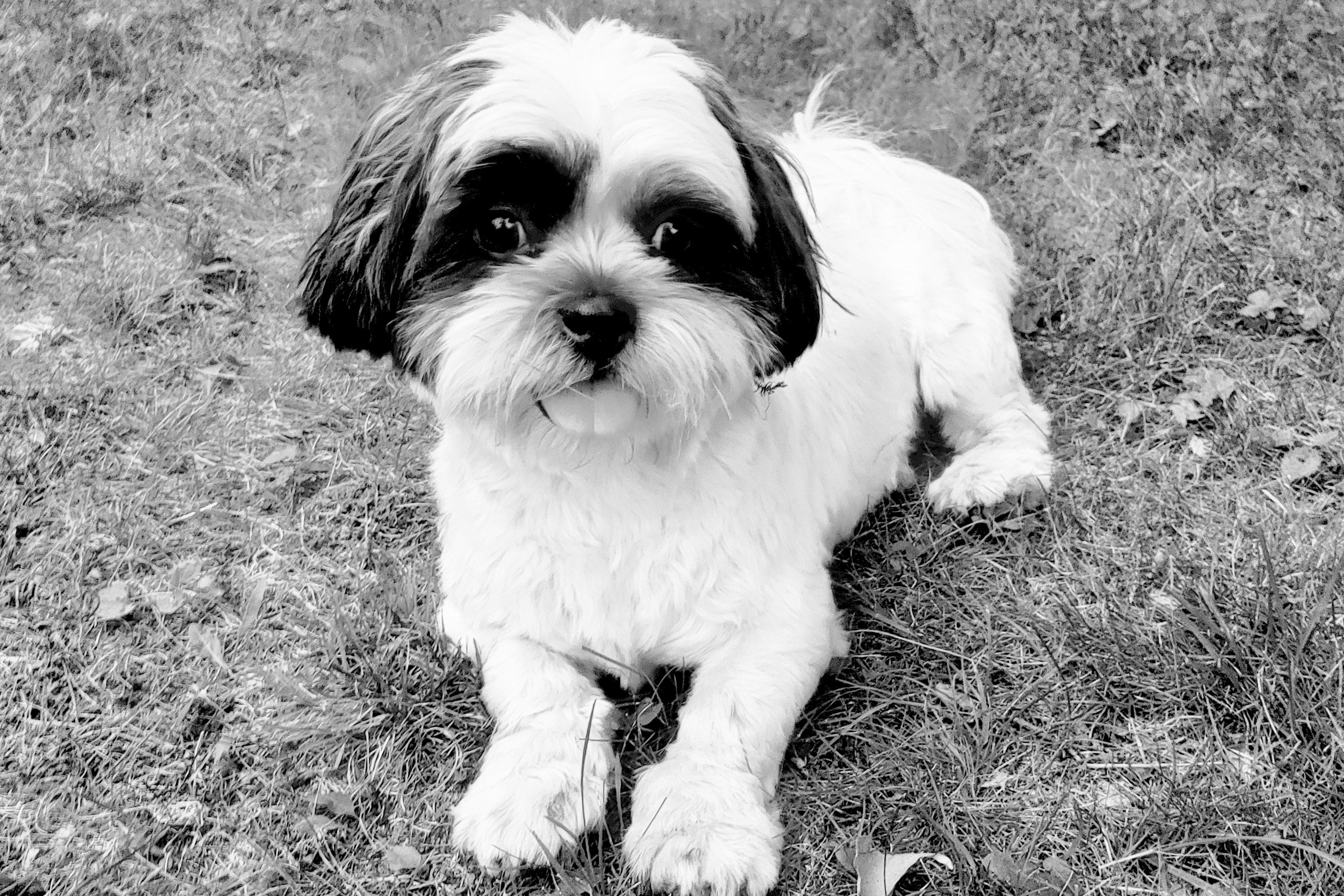 Can Pets Make You Healthier?