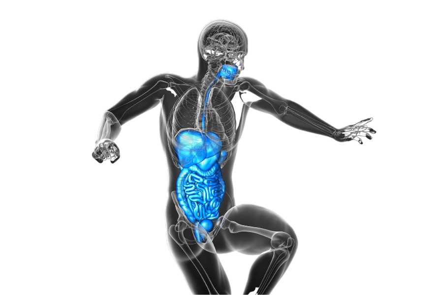Nourishing Your Gut: A Guide to Digestion and Digestive Supplements