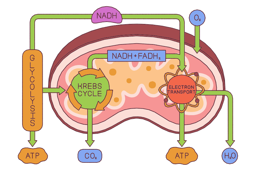Mitochondrial Health: The Foundation of Cellular Energy and Resilience