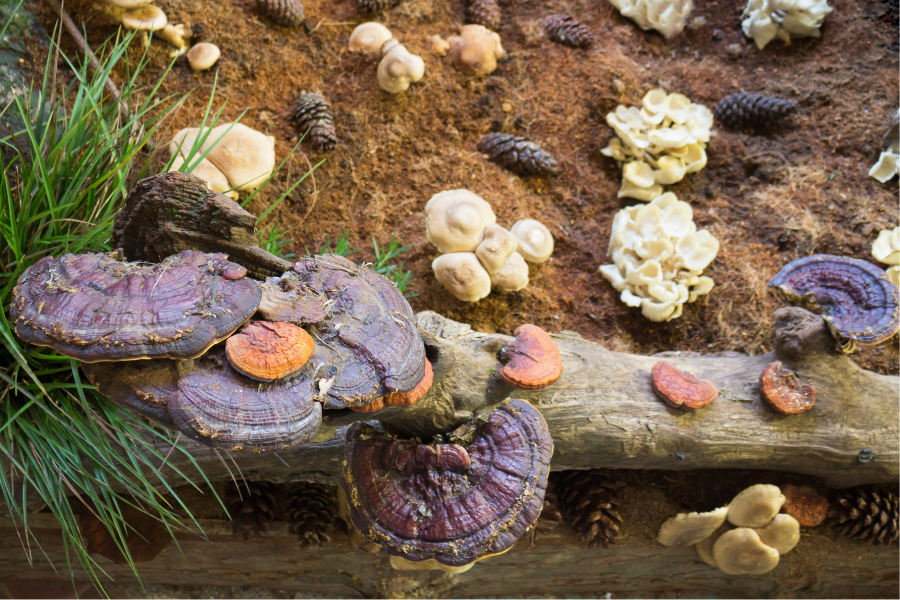 Medicinal Mushrooms
