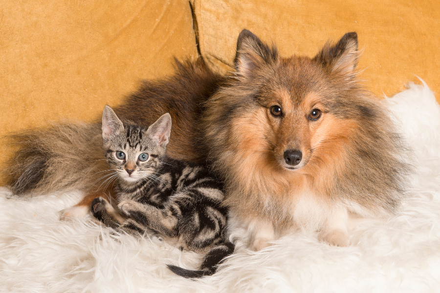 Keeping Our Pets Healthy: Pharmacy, Compounds & Supplements