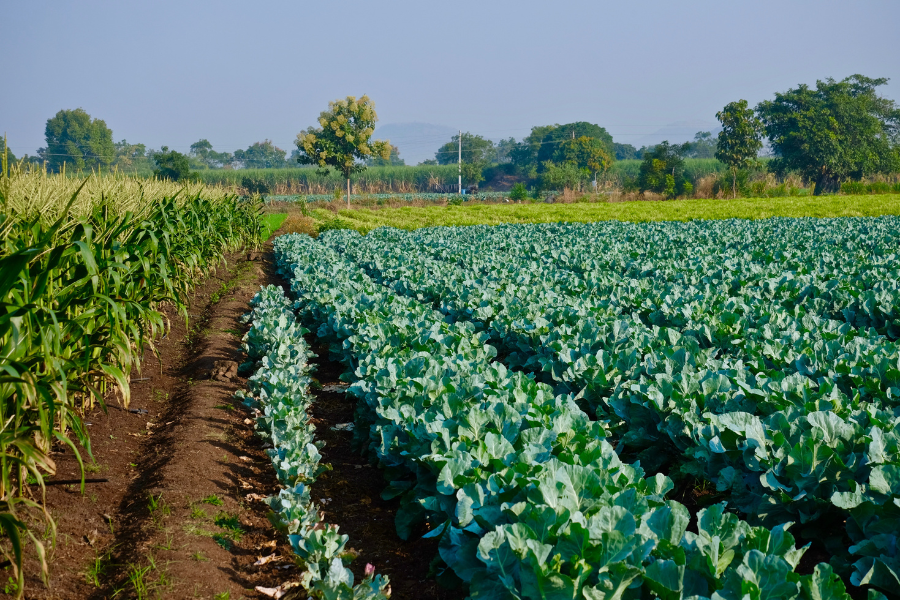 Toxins in Our Fruits and Vegetables