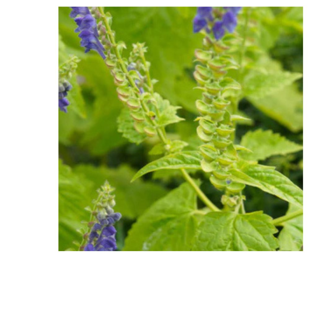 Stress Ease Tension Relief Tea