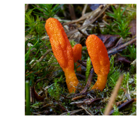 Thumbnail for CORDYCEPS BLEND W/ REISHI