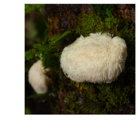 Thumbnail for MEZCLA DE MELENA DE LEÓN CON REISHI