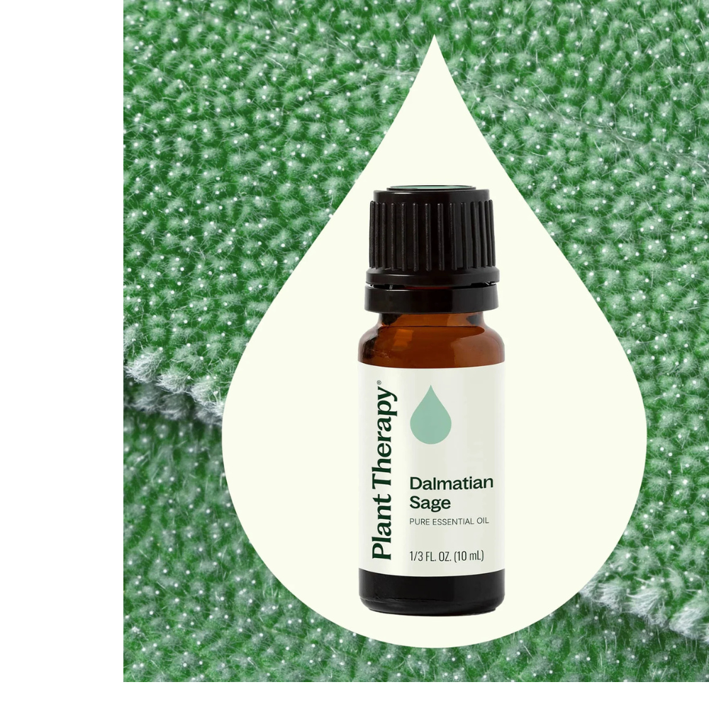 Dalmatian Sage Essential Oil