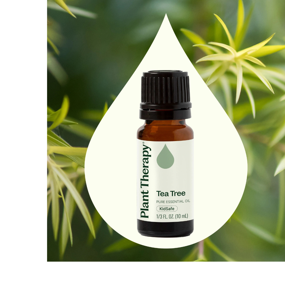 Aceite esencial de árbol de té