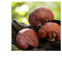 Thumbnail for CORDYCEPS BLEND W/ REISHI