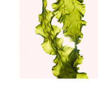 Thumbnail for Gentle Cleansing Lotion