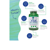 Thumbnail for Vital GUT RENEW - Leaky Gut Repair