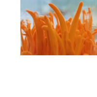 Thumbnail for Cordyceps Mushroom Extract Powder