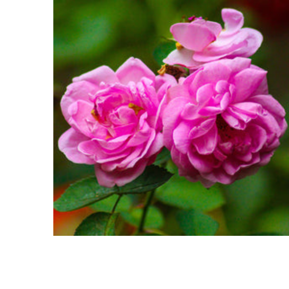 Rosy Mood Tea