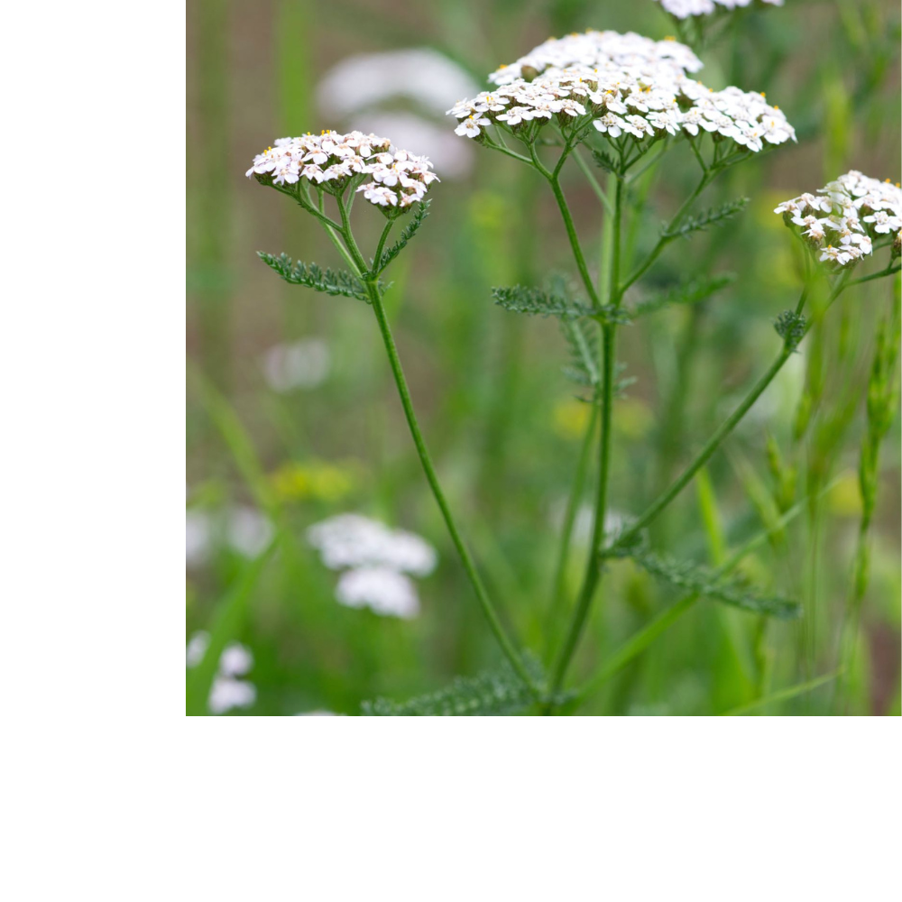 Yarrow