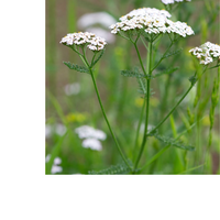 Thumbnail for Yarrow