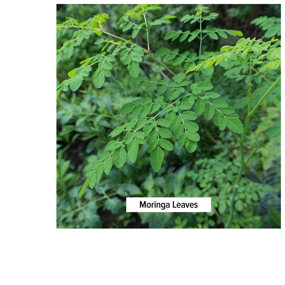 MORINGA POWDER