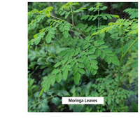 Thumbnail for MORINGA POWDER