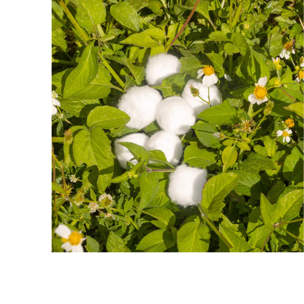 ORGANIC JUMBO COTTON BALLS