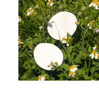 Thumbnail for ORGANIC COTTON OVALS