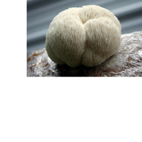 Thumbnail for Lion's Mane Mushroom Extract Powder