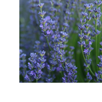 Thumbnail for Herbs on the Go: Relaxing Moment