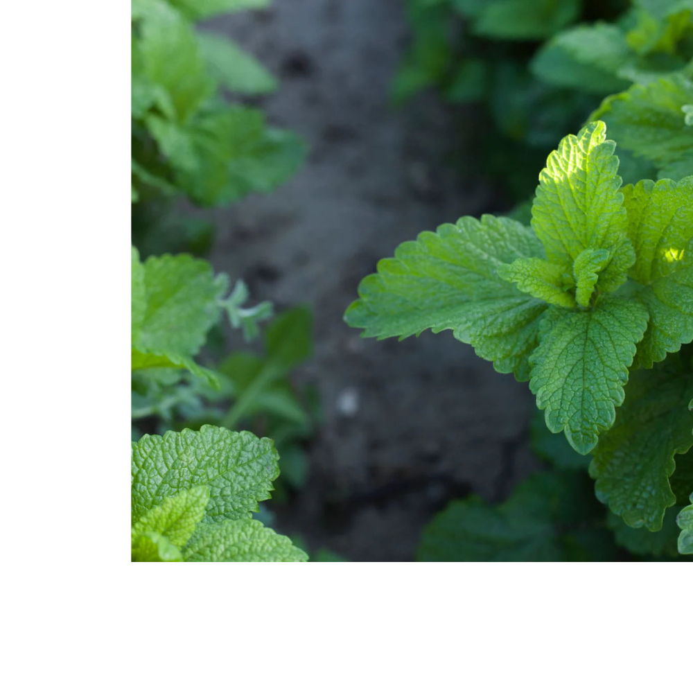Herbs on the Go: Relaxing Moment