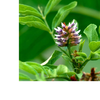 Thumbnail for Herbs on the Go: Relaxing Moment